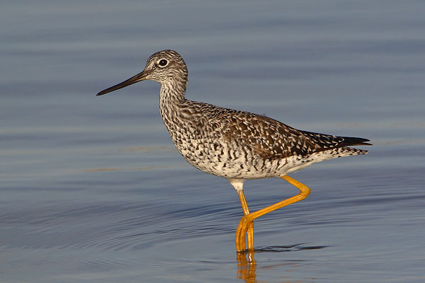 Greater Yellowlegs © Russ Chantler